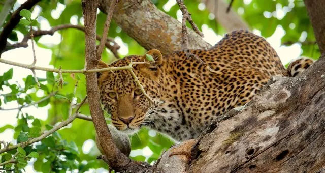 管中窺豹，可見一斑