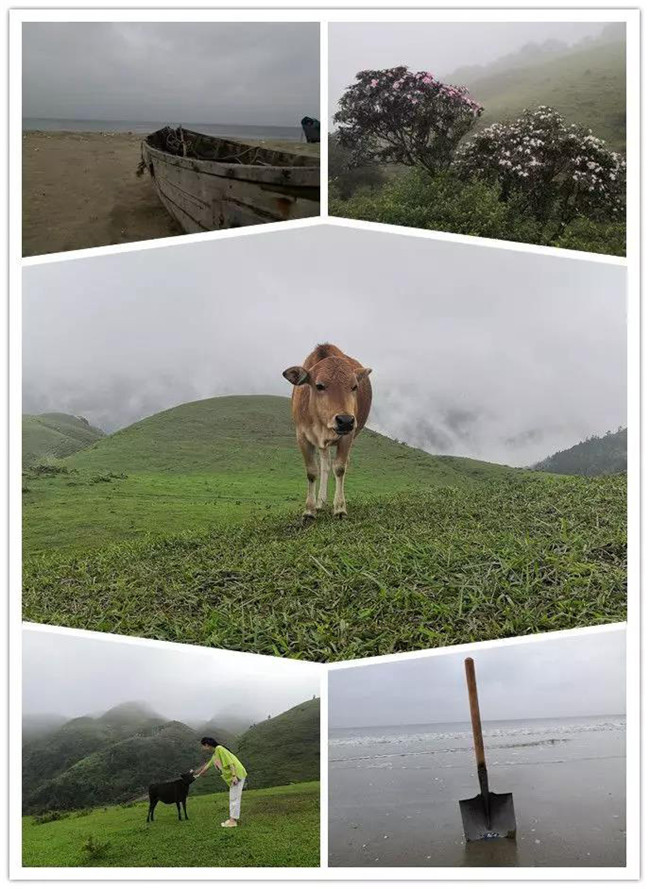 5月1日，陽西藍袍藍看海，陽春雞籠頂?shù)巧劫p高山杜鵑