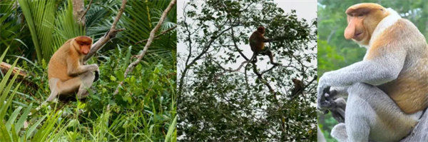 暢游碧海藍(lán)天，共筑團(tuán)隊(duì)夢(mèng)想&mdash;博皓沙巴風(fēng)情之旅        -3